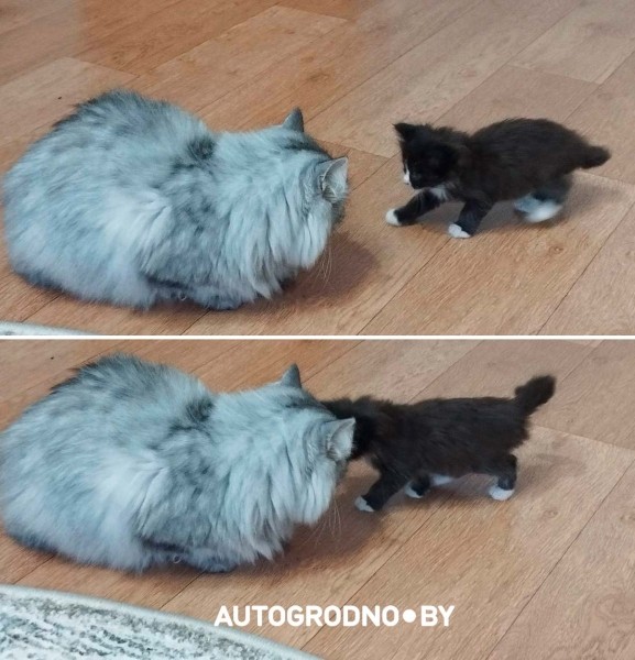 Котенок-путешественник с СТО нашел добрые руки