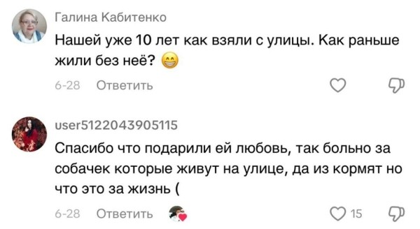 Парень подхватил самый добрый тренд TikTok и приютил дворняжку Парень подхватил самый добрый тренд TikTok и приютил дворняжку