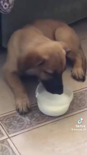 Парень подхватил самый добрый тренд TikTok и приютил дворняжку Парень подхватил самый добрый тренд TikTok и приютил дворняжку