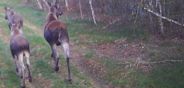 Жизнь зверей в лесах Беловежской пущи - снимки с фотловушки