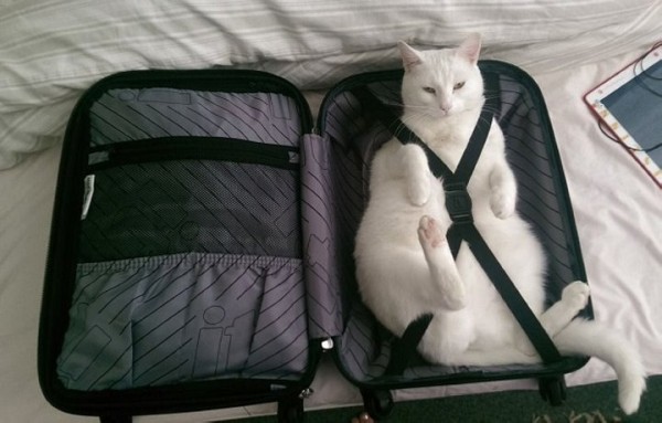 Съездить с домашним питомцем из Беларуси в Евросоюз стало сложнее. В силу вступило новое правило Съездить с домашним питомцем из Беларуси в Евросоюз стало сложнее. В силу вступило новое правило