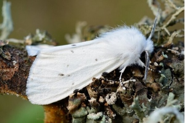В Пинске объявили карантин из-за американской белой бабочки В Пинске объявили карантин из-за американской белой бабочки