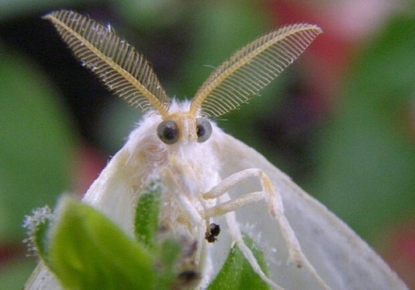 Очаги обитания опасного карантинного вредителя - американской белой бабочки зафиксированы в Бресте Очаги обитания опасного карантинного вредителя - американской белой бабочки зафиксированы в Бресте