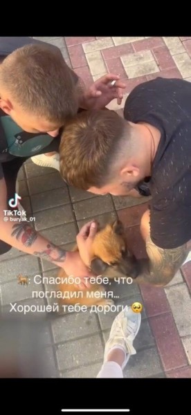 Парень подхватил самый добрый тренд TikTok и приютил дворняжку Парень подхватил самый добрый тренд TikTok и приютил дворняжку