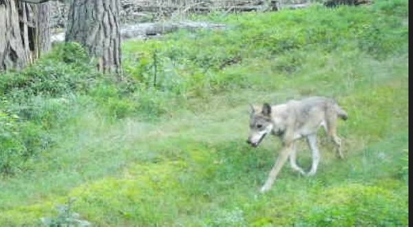 Жизнь зверей в лесах Беловежской пущи - снимки с фотловушки