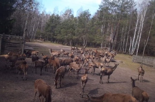 Жизнь зверей в лесах Беловежской пущи - снимки с фотловушки