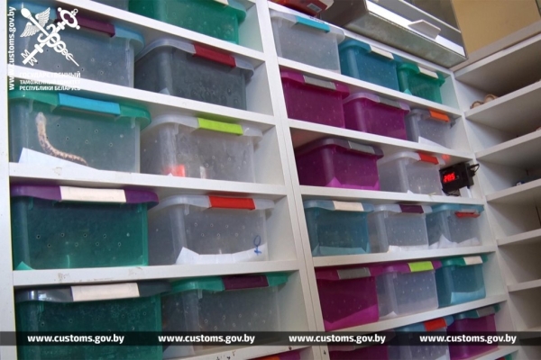 Брестские таможенники обнаружили 19 королевских питонов в рейсовом автобусе из Польши Брестские таможенники обнаружили 19 королевских питонов в рейсовом автобусе из Польши