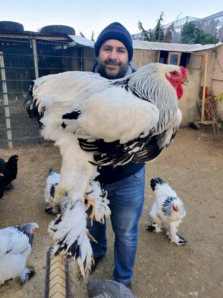 Размер имеет значение? Посмотрите на фото действительно больших животных Размер имеет значение? Посмотрите на фото действительно больших животных