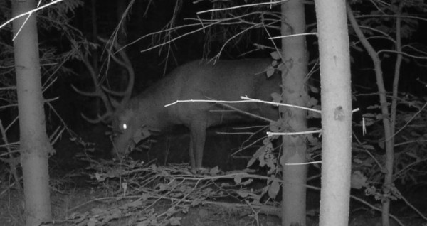 Жизнь зверей в лесах Беловежской пущи - снимки с фотловушки
