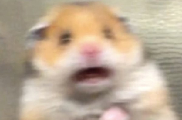 Организаторы Hamster Kombat раздали монеты. Сколько получили пользователи «тапалки» Организаторы Hamster Kombat раздали монеты. Сколько получили пользователи «тапалки»