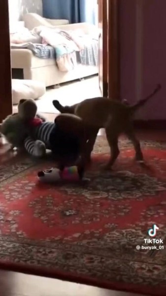 Парень подхватил самый добрый тренд TikTok и приютил дворняжку Парень подхватил самый добрый тренд TikTok и приютил дворняжку