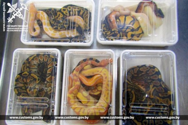 Брестские таможенники обнаружили 19 королевских питонов в рейсовом автобусе из Польши Брестские таможенники обнаружили 19 королевских питонов в рейсовом автобусе из Польши