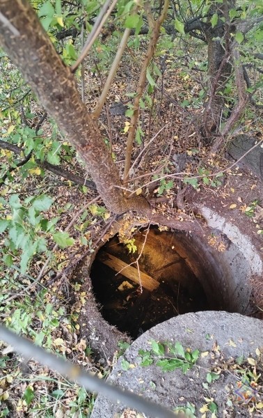 В Бресте спасатели помогли котенку, который упал в коллектор В Бресте спасатели помогли котенку, который упал в коллектор