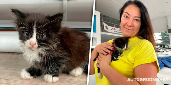 Котенок-путешественник с СТО нашел добрые руки