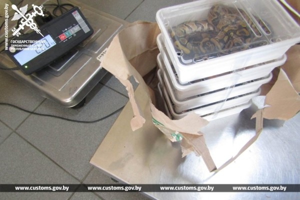 Брестские таможенники обнаружили 19 королевских питонов в рейсовом автобусе из Польши Брестские таможенники обнаружили 19 королевских питонов в рейсовом автобусе из Польши