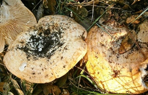 В Пинском районе выявили радиоактивные грузди