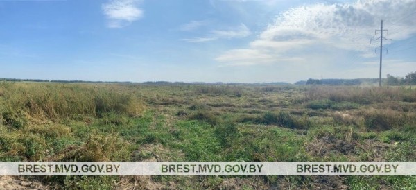 В Жабинковском районе уничтожена плантация дикорастущей конопли В Жабинковском районе уничтожена плантация дикорастущей конопли