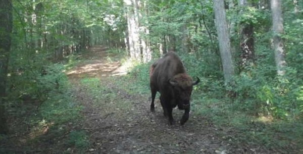 Жизнь зверей в лесах Беловежской пущи - снимки с фотловушки