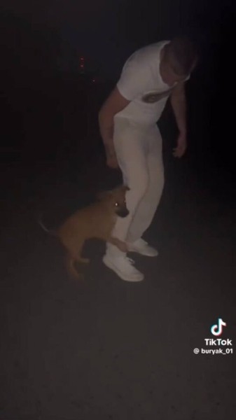 Парень подхватил самый добрый тренд TikTok и приютил дворняжку Парень подхватил самый добрый тренд TikTok и приютил дворняжку