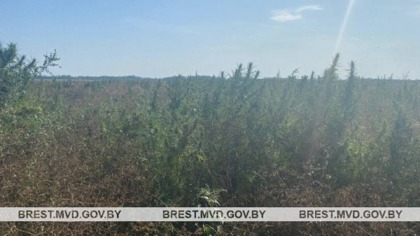 В Жабинковском районе уничтожена плантация дикорастущей конопли В Жабинковском районе уничтожена плантация дикорастущей конопли