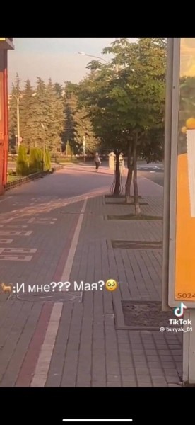 Парень подхватил самый добрый тренд TikTok и приютил дворняжку Парень подхватил самый добрый тренд TikTok и приютил дворняжку