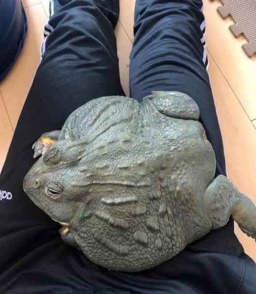 Размер имеет значение? Посмотрите на фото действительно больших животных Размер имеет значение? Посмотрите на фото действительно больших животных