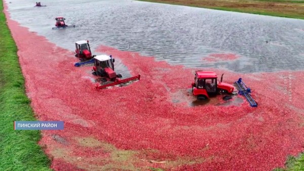 Как в Брестской области собирают красное «золото» — видеорепортаж Как в Брестской области собирают красное «золото» — видеорепортаж
