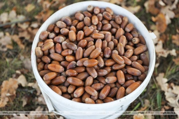 Лесхозы Брестской области заготовили около 9,6 тонны желудей. Для чего? Лесхозы Брестской области заготовили около 9,6 тонны желудей. Для чего?