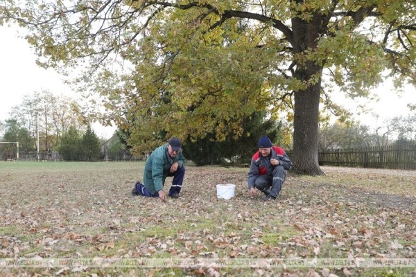 Лесхозы Брестской области заготовили около 9,6 тонны желудей. Для чего? Лесхозы Брестской области заготовили около 9,6 тонны желудей. Для чего?