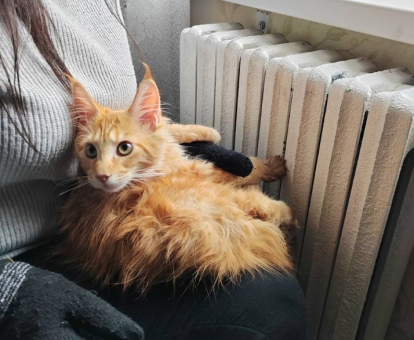 В Бресте спасатели пришли на помощь коту, лапа которого застряла в батарее В Бресте спасатели пришли на помощь коту, лапа которого застряла в батарее