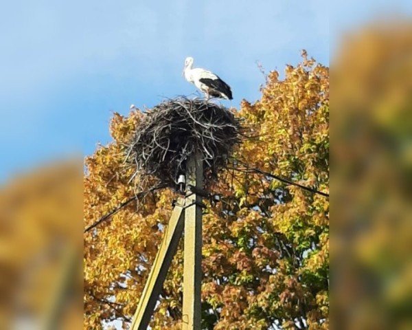 Аисты играют свадьбы в Африке. А вот аист из Жабинковского района, видимо, решил быть закоренелым холостяком Аисты играют свадьбы в Африке. А вот аист из Жабинковского района, видимо, решил быть закоренелым холостяком