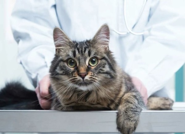 В одной из ветклиник Беларуси цены на лекарства завышали на 4000% В одной из ветклиник Беларуси цены на лекарства завышали на 4000%