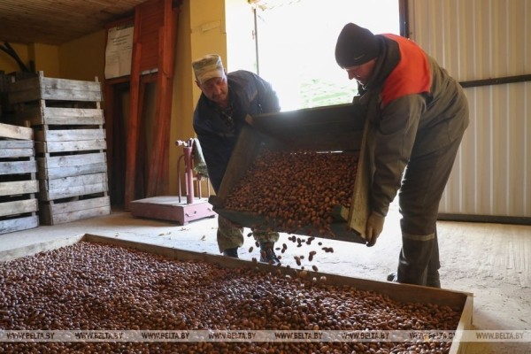 Лесхозы Брестской области заготовили около 9,6 тонны желудей. Для чего? Лесхозы Брестской области заготовили около 9,6 тонны желудей. Для чего?