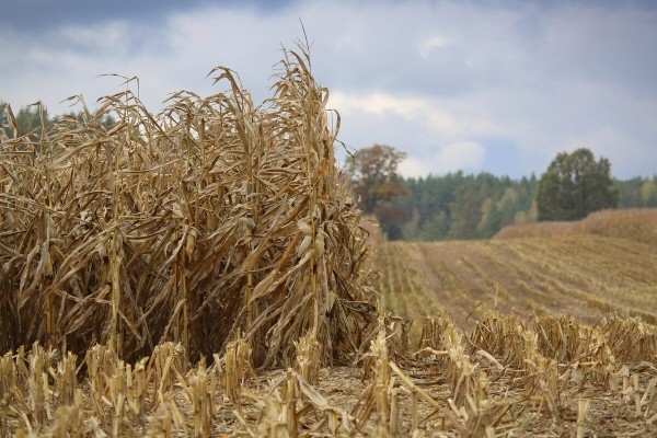 «Днёвка» — 168 рублей! Сколько зарабатывает механизатор на кормоуборочном комбайне John Deere «Днёвка» — 168 рублей! Сколько зарабатывает механизатор на кормоуборочном комбайне John Deere