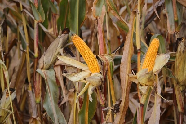 «Днёвка» — 168 рублей! Сколько зарабатывает механизатор на кормоуборочном комбайне John Deere «Днёвка» — 168 рублей! Сколько зарабатывает механизатор на кормоуборочном комбайне John Deere