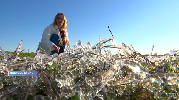 Как в Брестской области собирают красное «золото» — видеорепортаж Как в Брестской области собирают красное «золото» — видеорепортаж