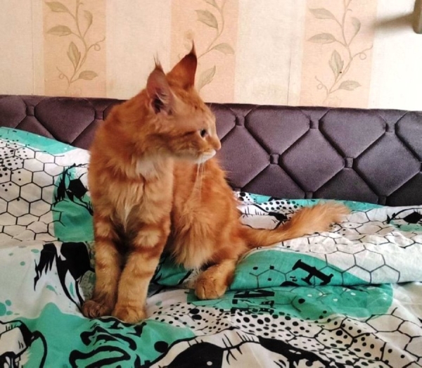 В Бресте спасатели пришли на помощь коту, лапа которого застряла в батарее В Бресте спасатели пришли на помощь коту, лапа которого застряла в батарее