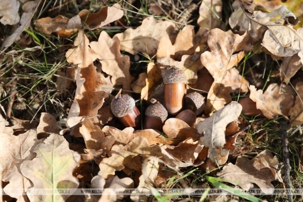 Лесхозы Брестской области заготовили около 9,6 тонны желудей. Для чего? Лесхозы Брестской области заготовили около 9,6 тонны желудей. Для чего?