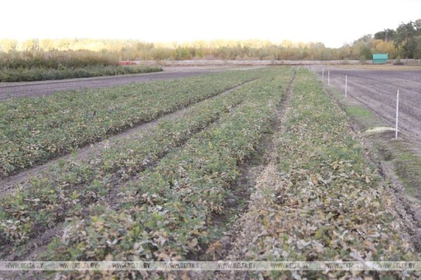 Лесхозы Брестской области заготовили около 9,6 тонны желудей. Для чего? Лесхозы Брестской области заготовили около 9,6 тонны желудей. Для чего?