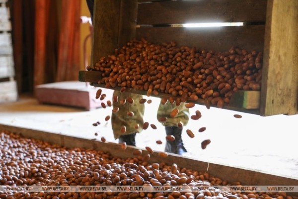 Лесхозы Брестской области заготовили около 9,6 тонны желудей. Для чего? Лесхозы Брестской области заготовили около 9,6 тонны желудей. Для чего?
