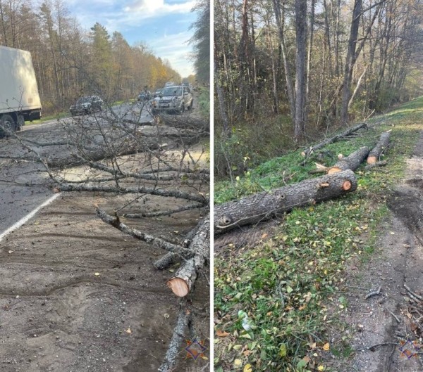 В Барановичах упавшее дерево повредило два автомобиля В Барановичах упавшее дерево повредило два автомобиля