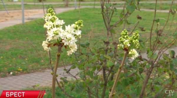 В Бресте в ноябре снова зацвели сирень и шиповник В Бресте в ноябре снова зацвели сирень и шиповник