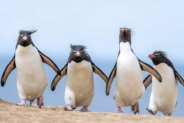 Самые смешные зверята 2024 года в фотографиях Самые смешные зверята 2024 года в фотографиях