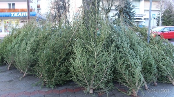 Елочные базары от Брестского лесхоза: где и как работают, какие цены? Елочные базары от Брестского лесхоза: где и как работают, какие цены?