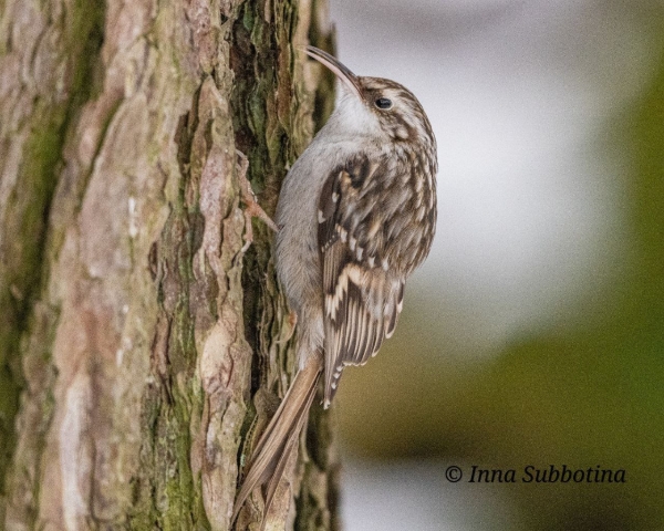 В Брестской области заметили редкую птицу В Брестской области заметили редкую птицу