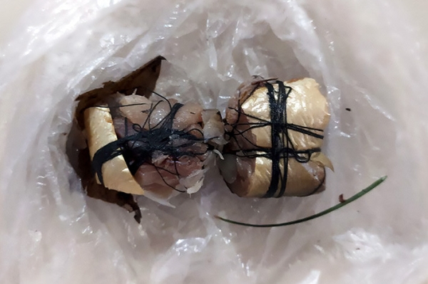 В столице живодеры разбрасывают приманки с иголками и гвоздями В столице живодеры разбрасывают приманки с иголками и гвоздями