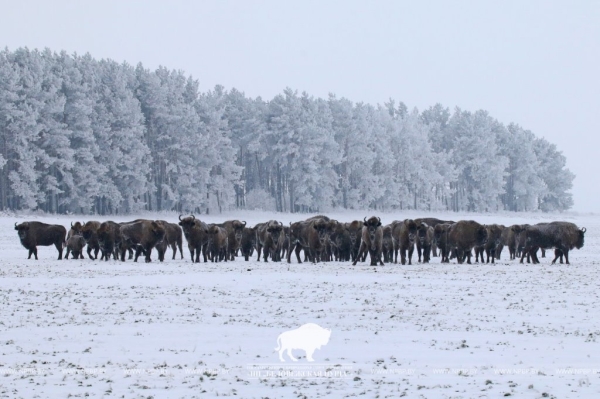 Беловежская пуща продала за границу несколько зубров. Кому? Беловежская пуща продала за границу несколько зубров. Кому?
