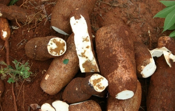 Исследователи назвали три самых смертоносных продукта в мире — один из них часто встречается в Беларуси Исследователи назвали три самых смертоносных продукта в мире — один из них часто встречается в Беларуси