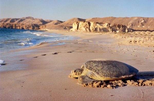 Узнали, чем будет интересен Оман: новое туристическое направление для белорусов Узнали, чем будет интересен Оман: новое туристическое направление для белорусов
