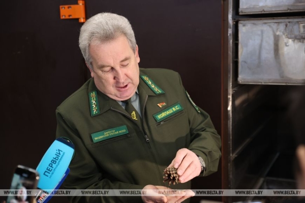 Рассказываем, как выращивают новые леса в Брестской области